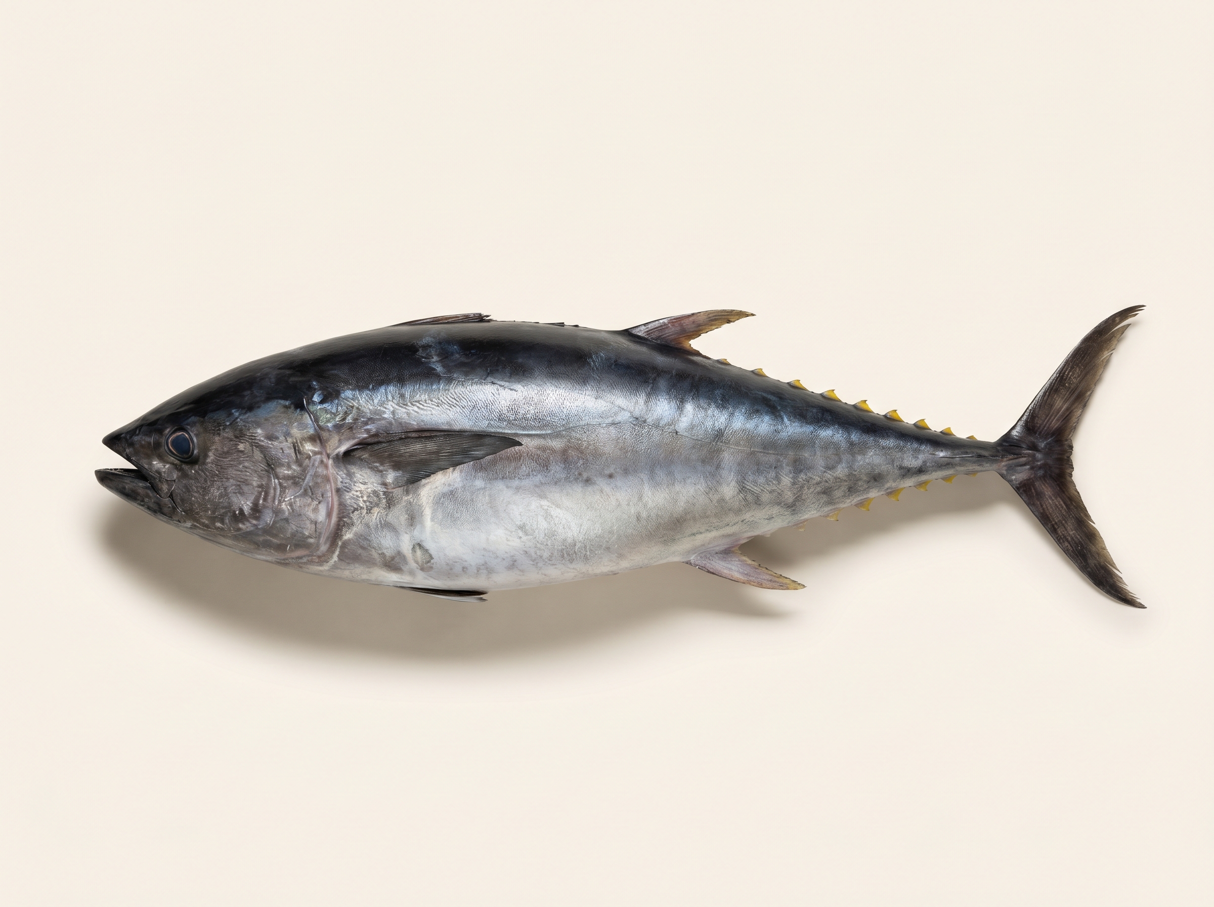 Atlantic bluefin tuna / atún rojo with massive torpedo body and crescent tail