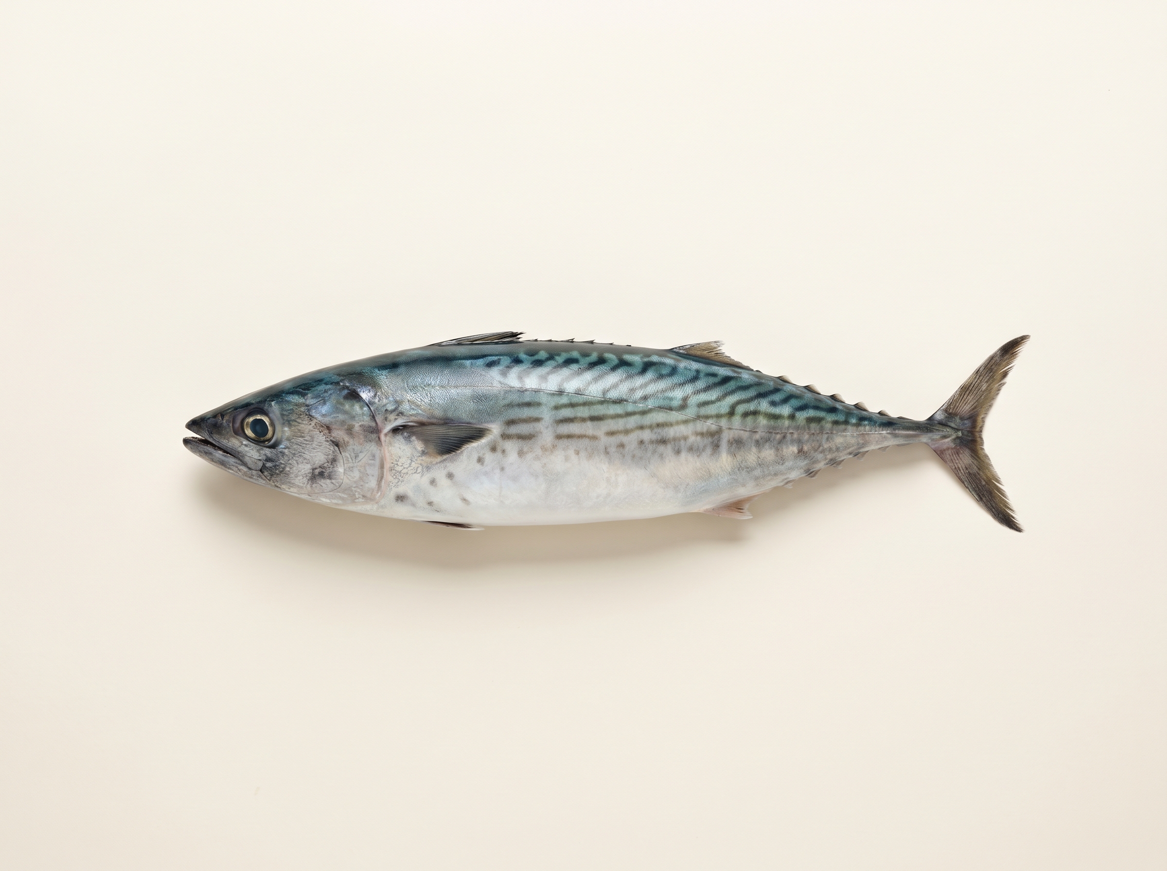 Atlantic bonito with diagonal dark stripes along its back