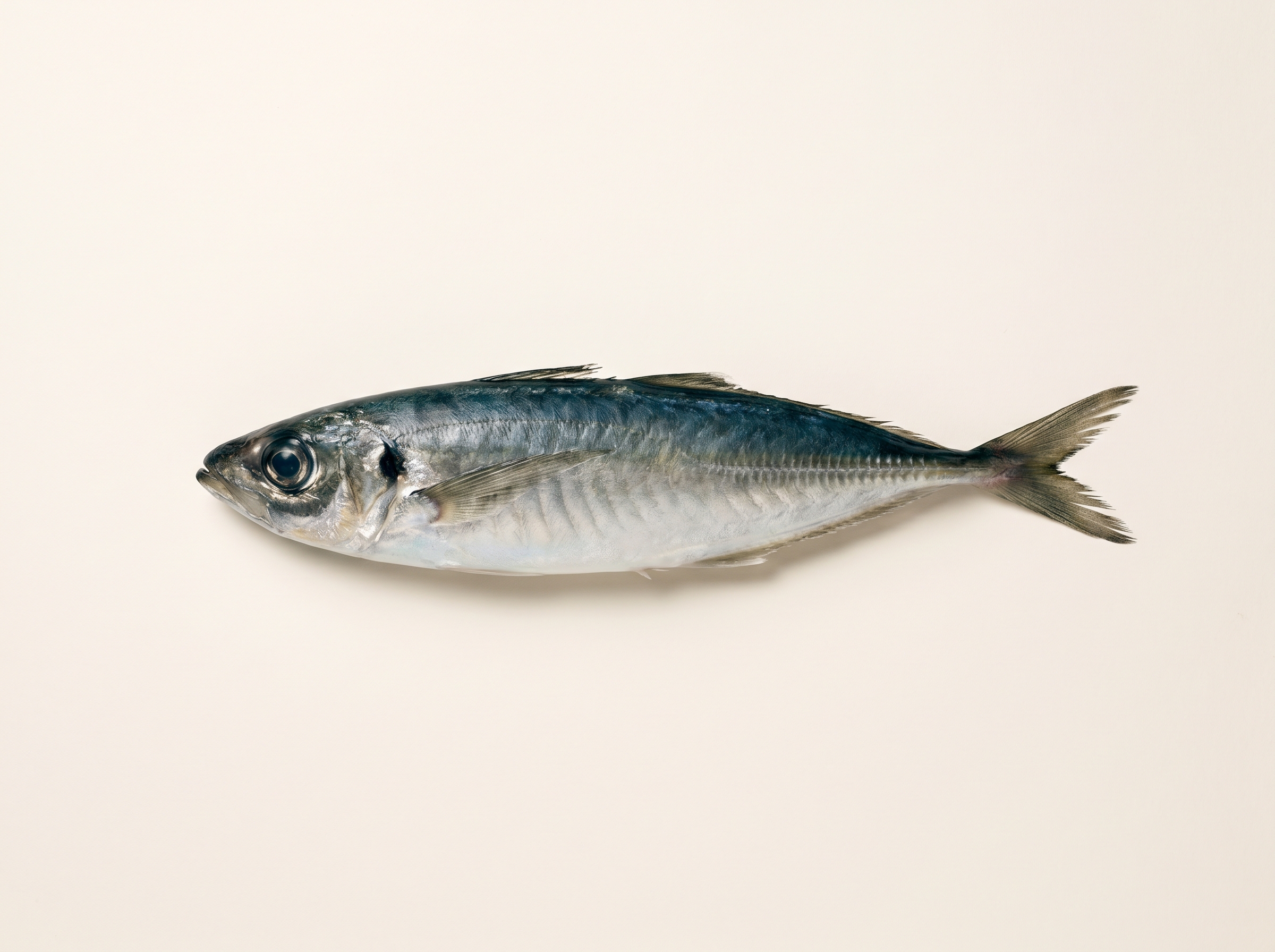 Jurel / horse mackerel scad with lateral keel scutes