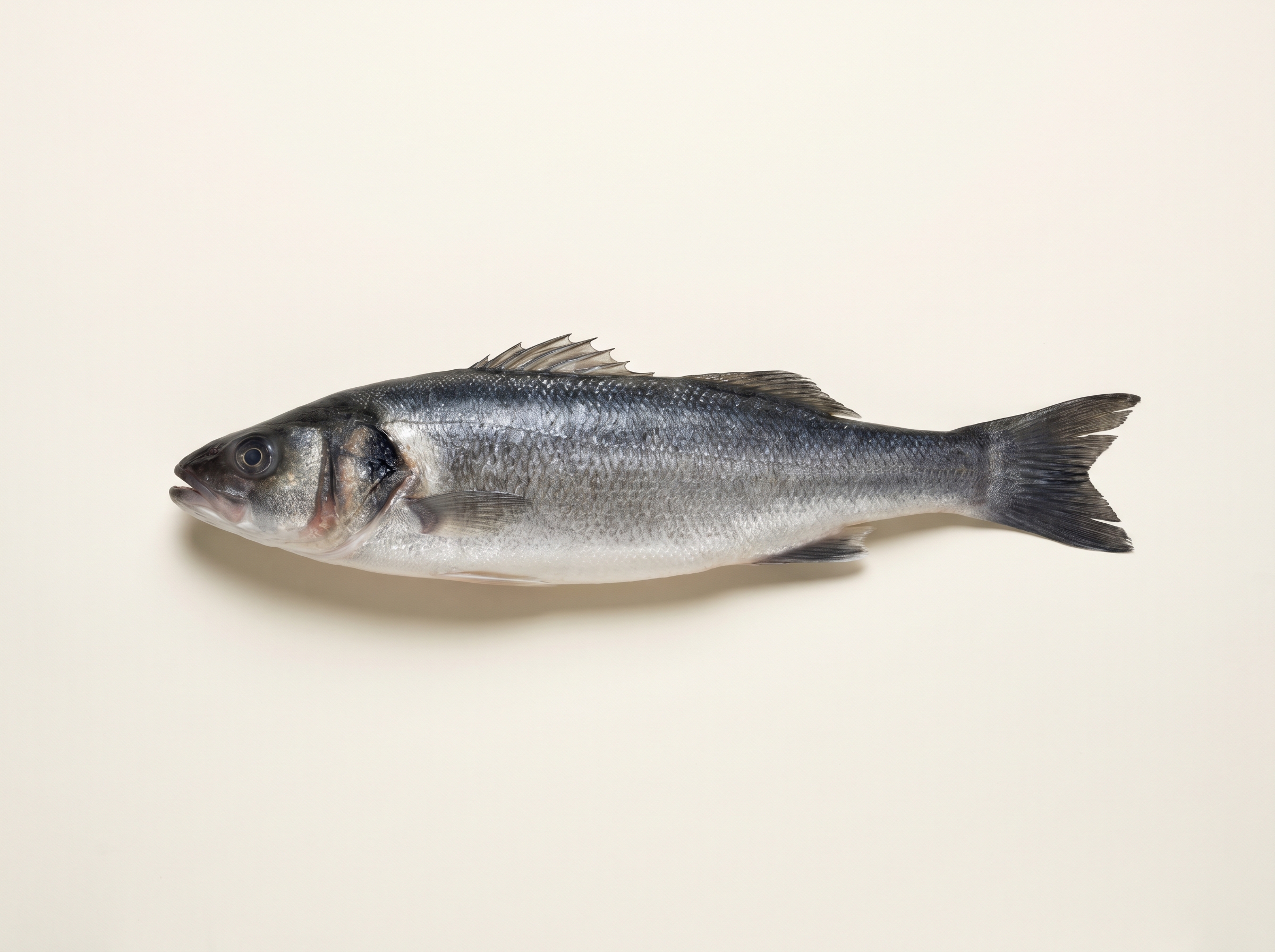 Lubina / European sea bass with elongated silver body