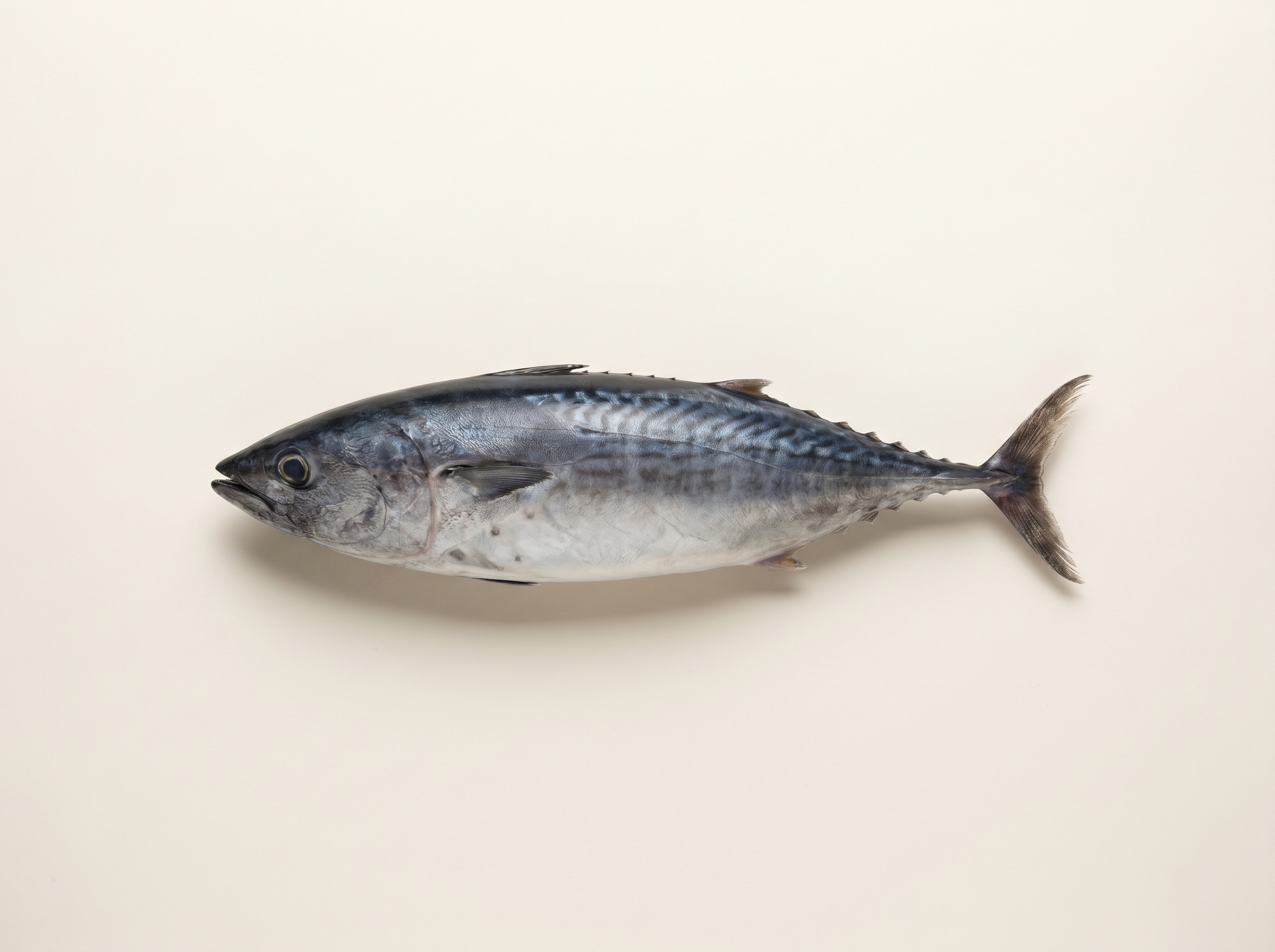 Melva / frigate tuna with classic tuna body and wavy back markings