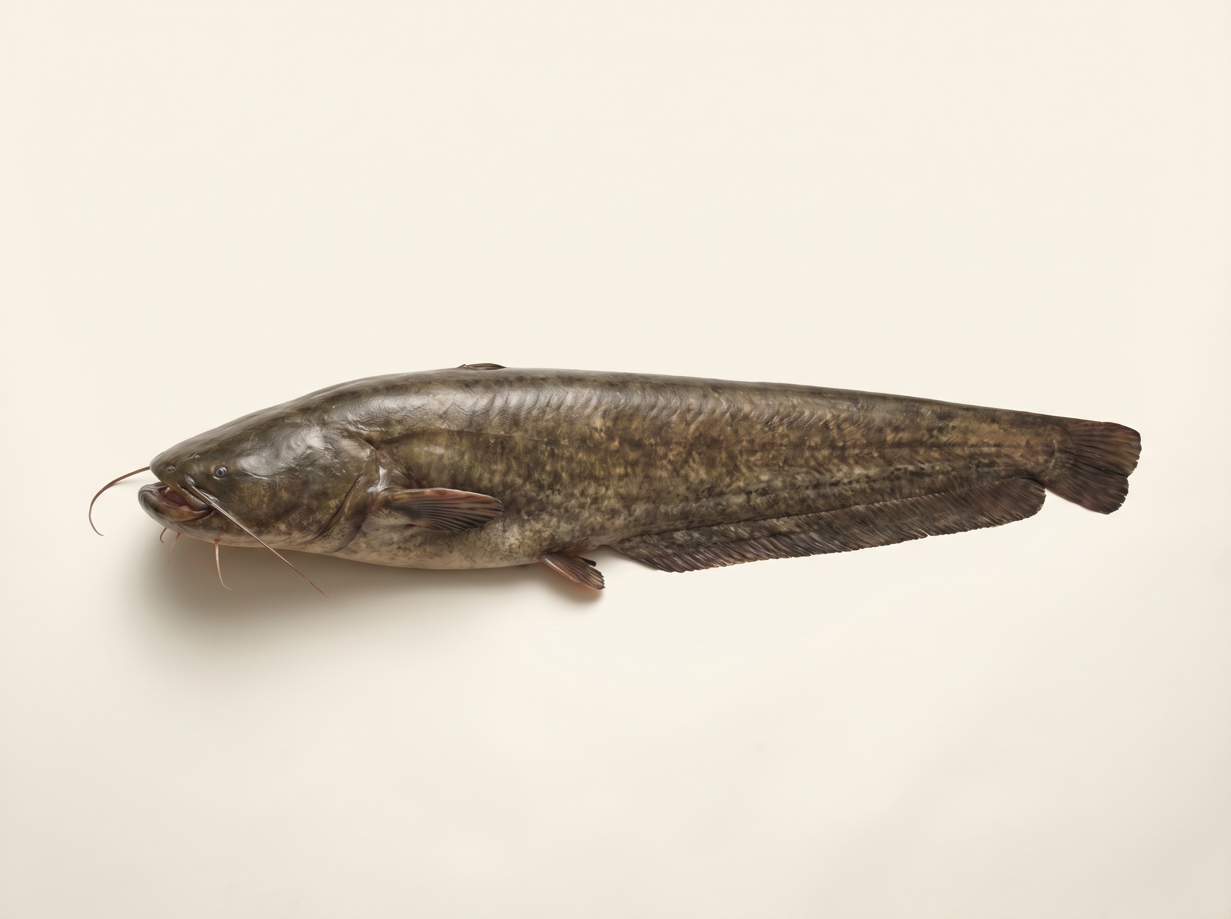 Wels catfish / siluro with long sensory barbels and broad flat head